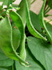 Dolichos - Lablab Purpureus - vegetable seeds - Exotic Flora
