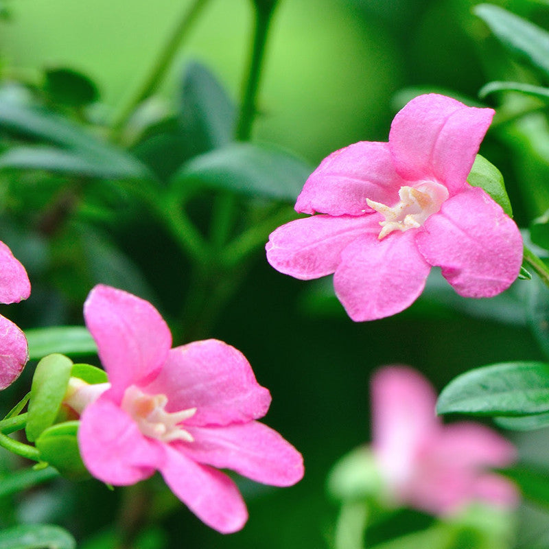 Ravenia spectabilis, Pink - Flowering Shrubs– Exotic Flora