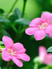 Ravenia spectabilis, Pink - Flowering Shrubs