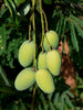 Mango Dasheri(Grafted) - Fruit Plants & Tree