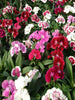 Dianthus Mix- Flower Seeds - Exotic Flora