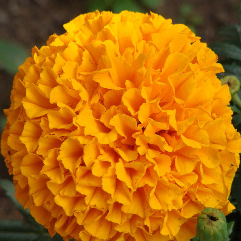Double Orange African Marigold-Flower Seeds – Exotic Flora