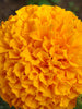 Double Orange African Marigold-Flower Seeds - Exotic Flora