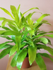 Dracaena Limelight - Indoor Plants