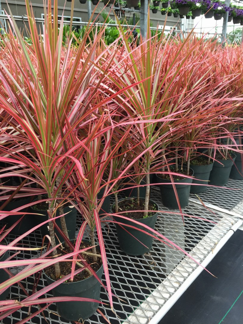 dracaena tricolor plant Dracaena marginata tricolor