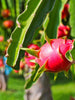 Dragon Fruit - Fruit Plants & Tree - Exotic Flora