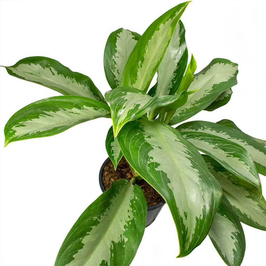 big leaf aglaonema Aglaonema Big leaf