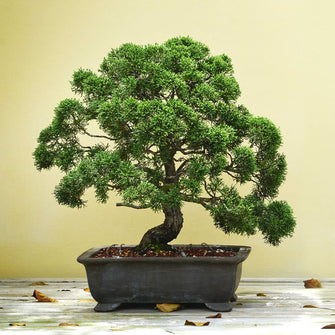 BONSAI - Exotic Flora