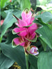 CURCUMA AMADA PLANT - Exotic Flora