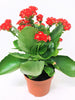 Kalanchoe Blossfeldiana Hybrida Red - GIFT PLANTS