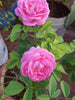 Paneer Climber Rose - Flowering Plants