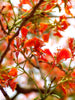 Royal Poinciana / Gul Mohar / Delonix regia - Avenue Trees