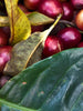 Coffee Plant - Fruit Plants & Trees