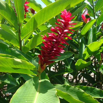 Red Ginger/Alpinia Purpurata-Flowering Plants