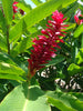 Red Ginger/Alpinia Purpurata-Flowering Plants