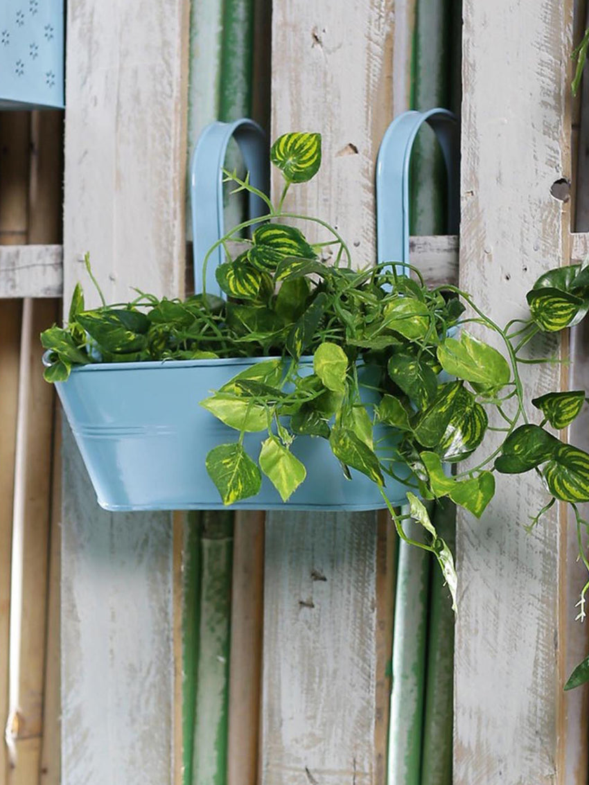Oval Railing Plnater Big Blue– Exotic Flora