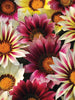 Gazania-Flower Seeds