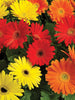 Gerbera-Flower Seeds