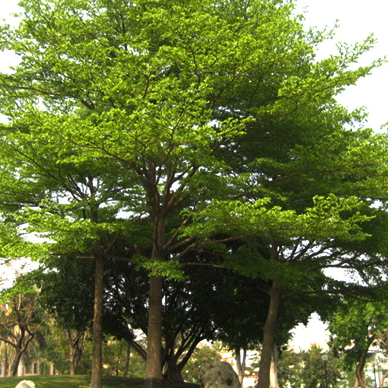 Terminalia Mantaly Green - Avenue Trees– Exotic Flora