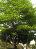 Terminalia Mantaly Green - Avenue Trees