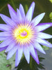 Water Lily Blue- Aquatic Plants
