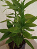 Lucky Bamboo