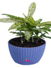 Dracenea Gold - Indoor Air purifying plants - Exotic Flora