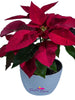 Poinsettia Red - SEASONALS