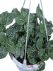 Green Fittonia - Hanging Basket Plant