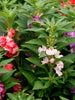 Impatiens-Flower seeds