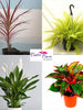 Set of Best 4 Indoor Brightening Plants