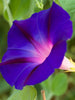 Ipomoea purpurea - Creepers & Climbers