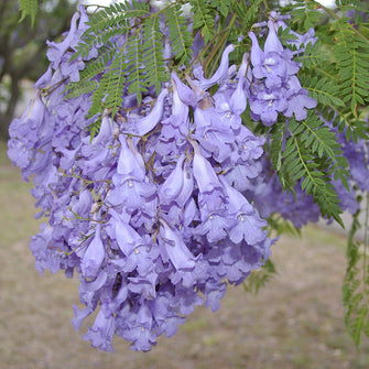 Jacaranda Tree/Neel Mohar - Big Size Plants