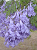 Jacaranda Tree/Neel Mohar - Big Size Plants