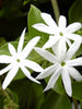 Downy Jasmine Or Kagada - Flowering Shrubs - Exotic Flora