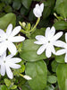 Jasminum multiflorum - Flowering Creeper