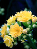 Kalanchoe Blossfeldiana Hybrida Yellow - Flowering Plants