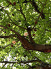 Kalpa Vriksha - Avenue Trees