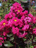 Lagerstromia Pink / Crepe myrtle Pink - Avenue Trees