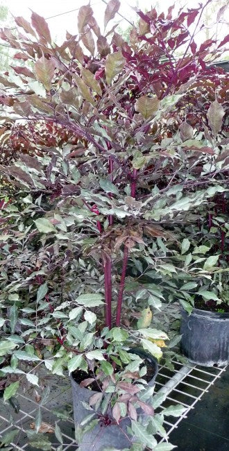 Leea coccinea Rubra - Ornamental Plants Indoor/Outdoor– Exotic Flora