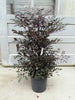 Leea coccinea Rubra - Ornamental Plants Indoor/Outdoor