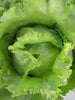 Lettuce ARYAN F1-Vegetable Seeds