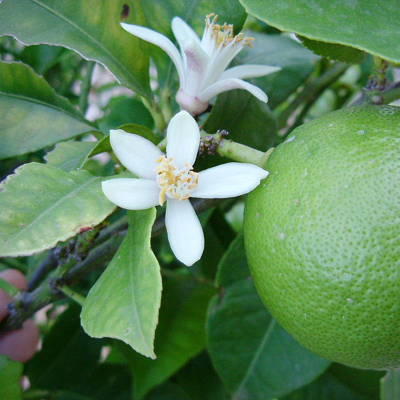 Mosambi(Grafted) - Fruit Plants & Tree– Exotic Flora