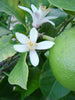 Mosambi (Grafted) - Big Size Plants