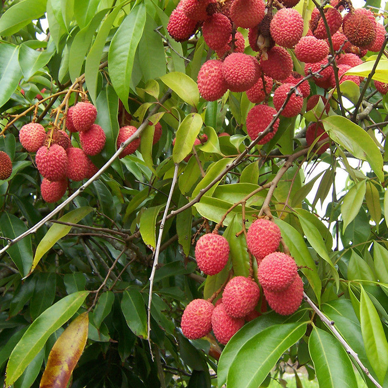 Fruiting