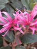 Chinese Fringe Flower Or Loropetalum Chinense - Flowering Shrubs - Exotic Flora
