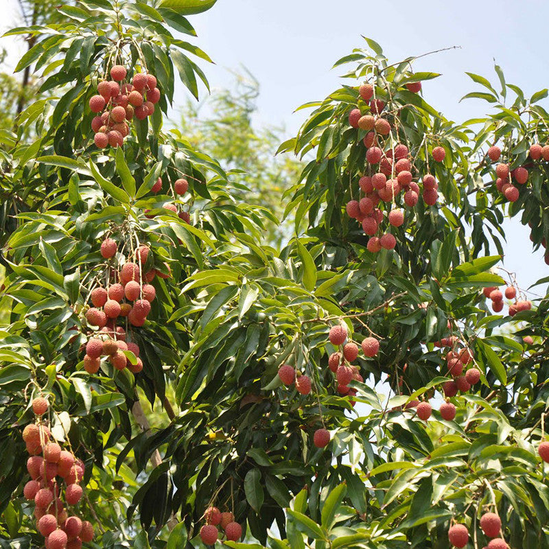 lychee bonsai tree Litchi (Air Layered)- Fruit Plants & Tree– Exotic Flora
