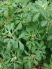 Menthi Spinach/Fenugreek-Vegetable Seeds