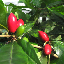 Miracle Fruit - Big Size Plants