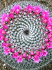 Pincushion Cactus - Cacti & Succulant